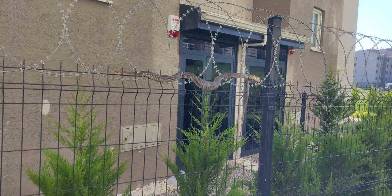 Tellere Dolanan 1,5 Metre Boyundaki Yılan Korkuttu