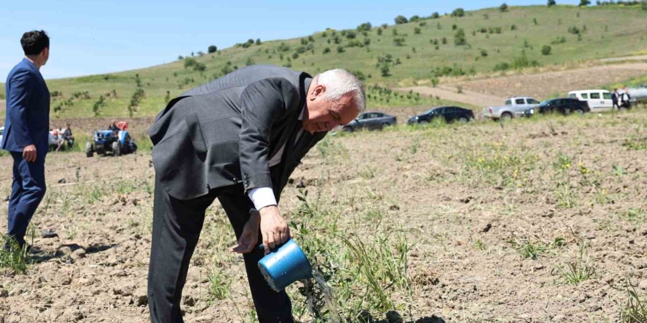 800 Zeytin Fidanı Toprakla Buluştu