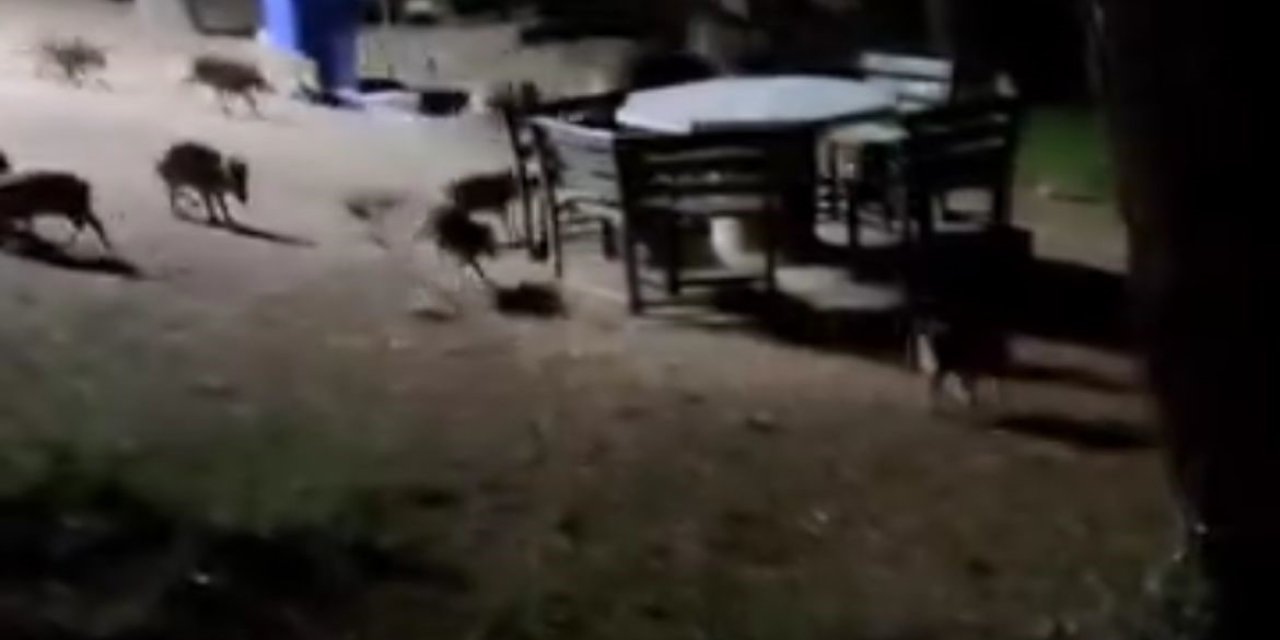 Karşılaştıkları Domuz Sürüsü Panik Oluşturdu