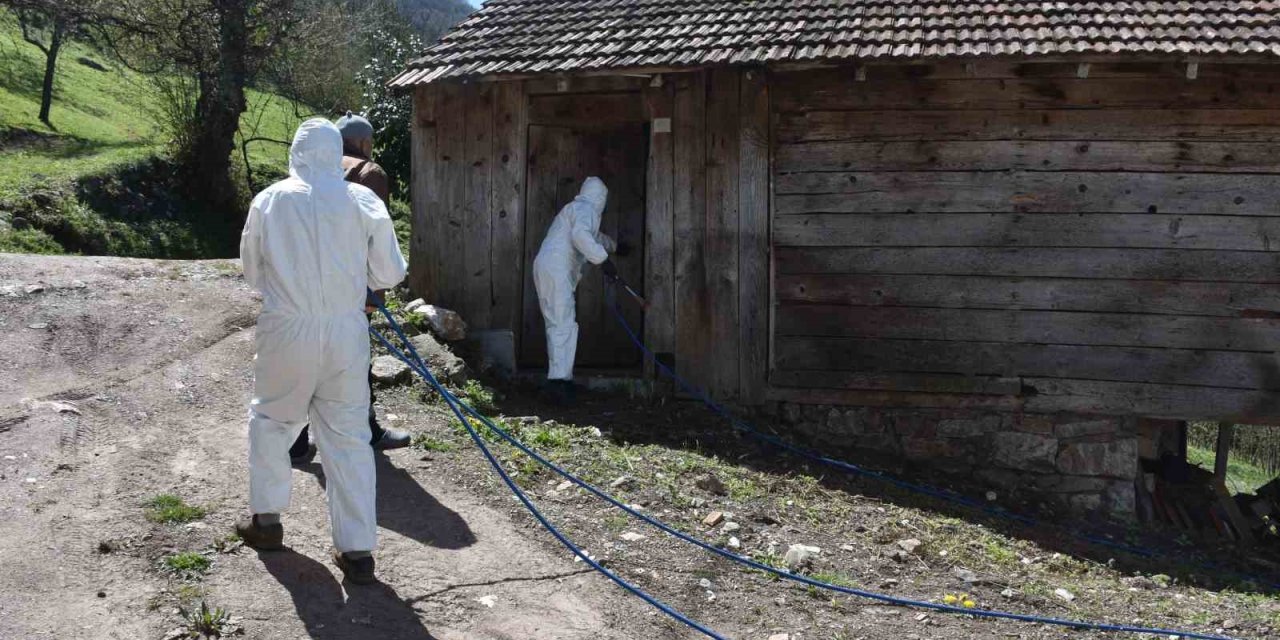 Kahverengi Kokarca Böceğine İlaçlı Önlem