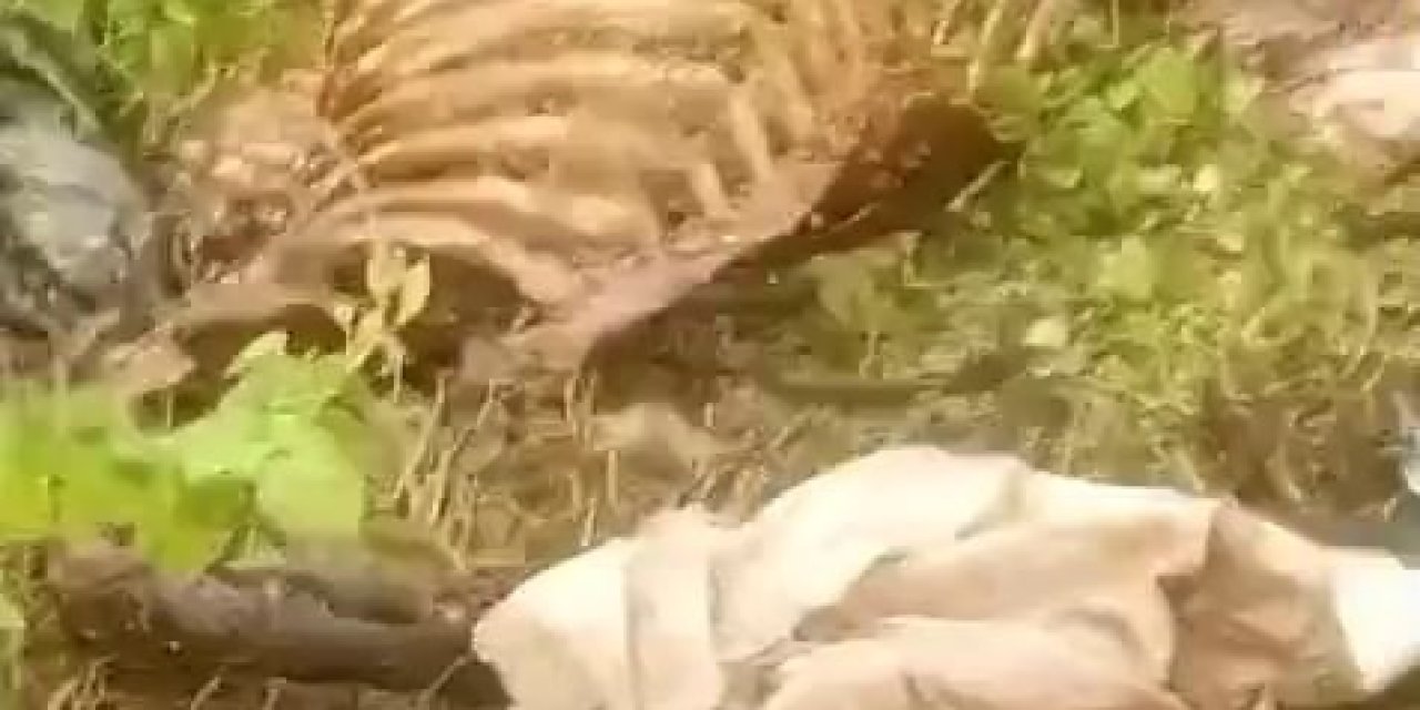Dere Kenarında Parçalanmış Tek Tırnaklı Hayvan Kemikleri Bulundu