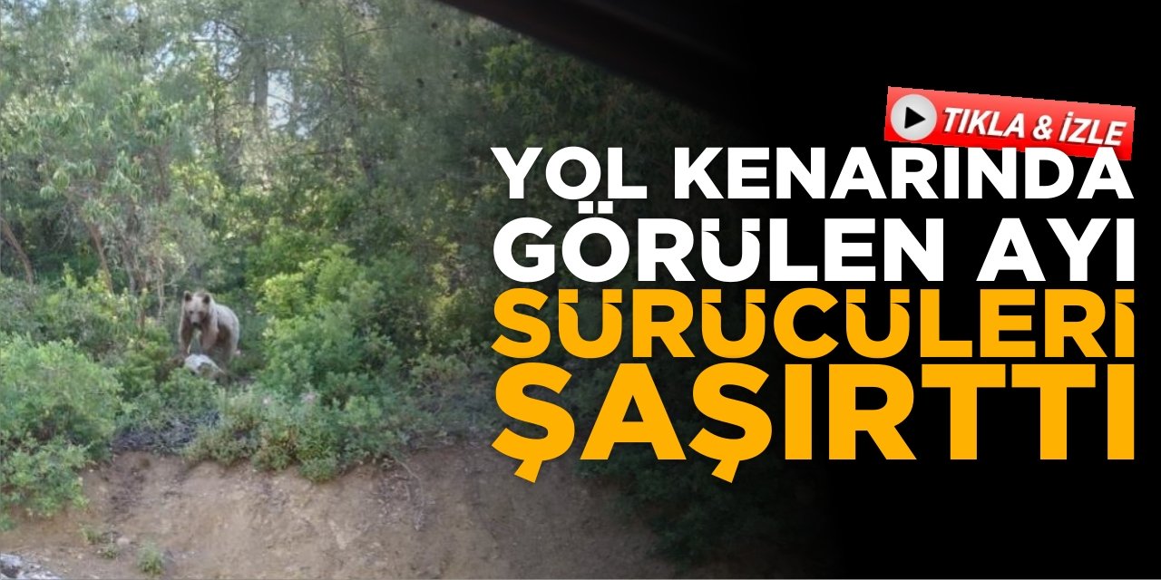Yol kenarında görülen ayı sürücüleri şaşırttı!
