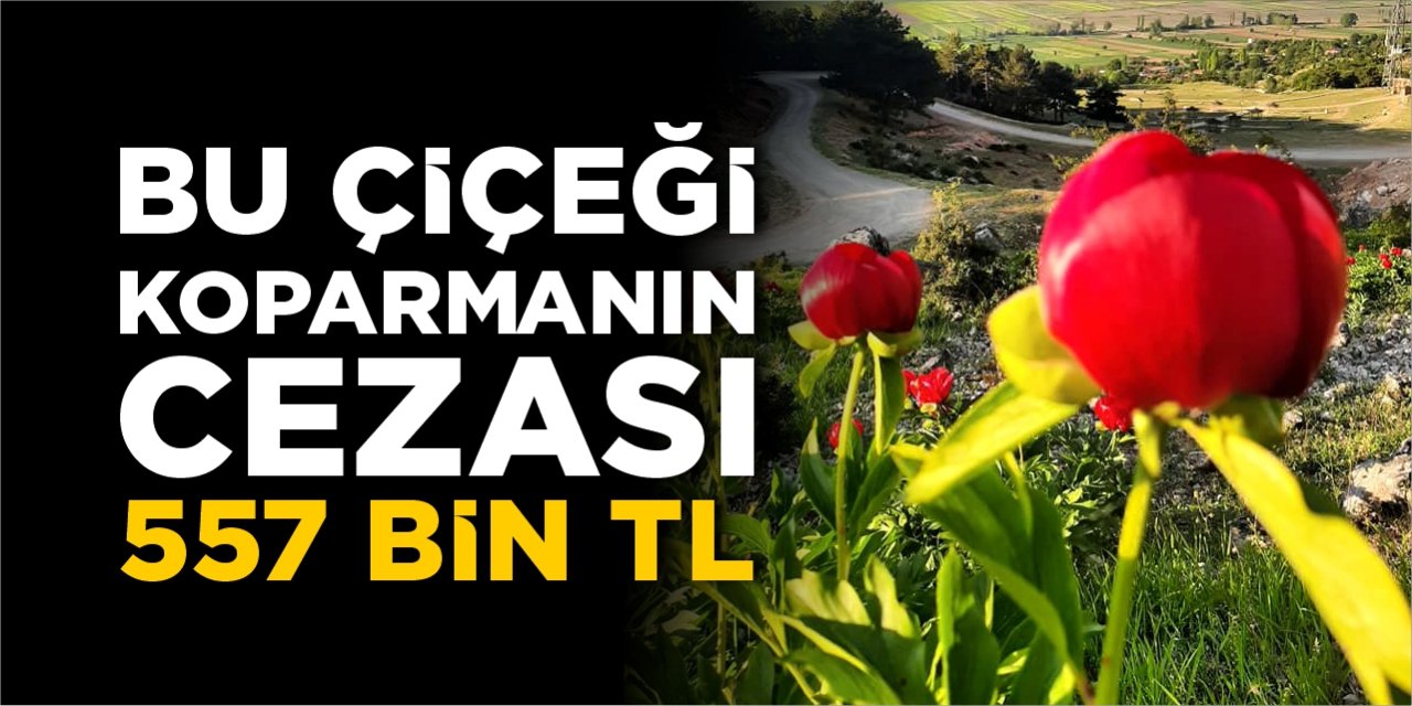 Bu çiçeği koparmanın cezası 557 bin TL