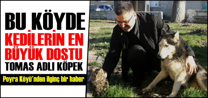 BU KÖYDE KEDİLERİN EN BÜYÜK DOSTU: TOMAS