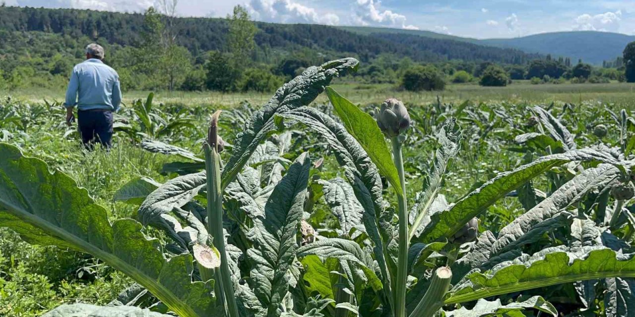 Dünyaca Ünlü Enginarları Hırsızlar Hasat Etti!