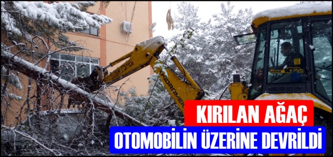 KIRILAN AĞAÇ OTOMOBİLİN ÜZERİNE DEVRİLDİ