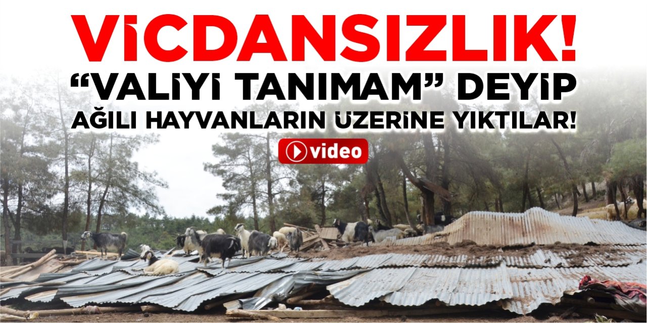 VİCDANSIZLIK! “VALİYİ TANIMAM” DEYİP, AĞILI HAYVANLARIN ÜZERİNE YIKTILAR!