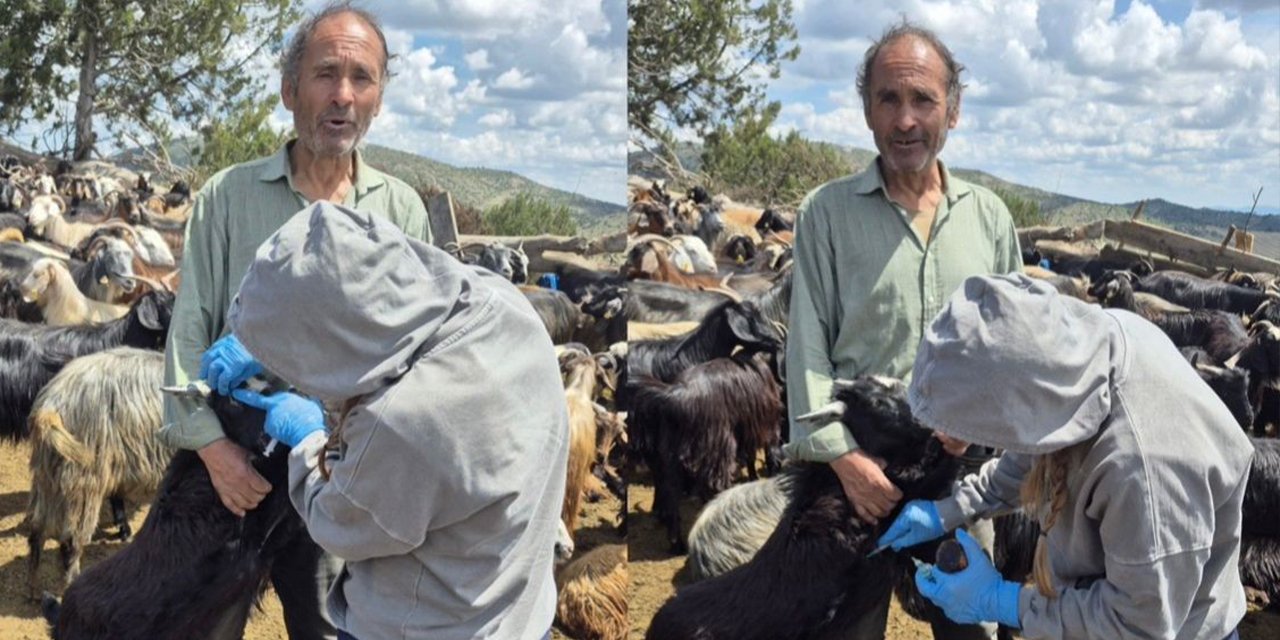 Gölpazarı'nda Küçükbaş Hayvanlara Koruyucu Aşı Uygulaması