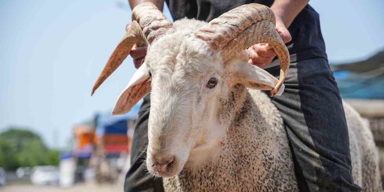 Kurban Pazarının Gözdesi...4 Boynuzlu Koçu Görenler Şaşırıyor