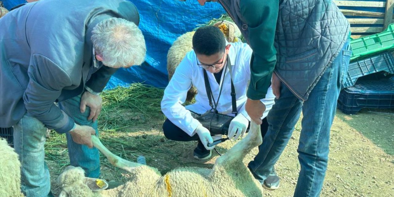 Kurban Satış Pazarında Hayvanlara Gebelik Testi Yapılıyor
