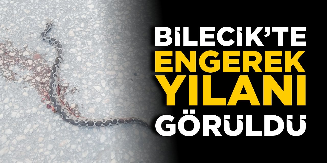 Bilecik’te engerek yılanı görüldü!