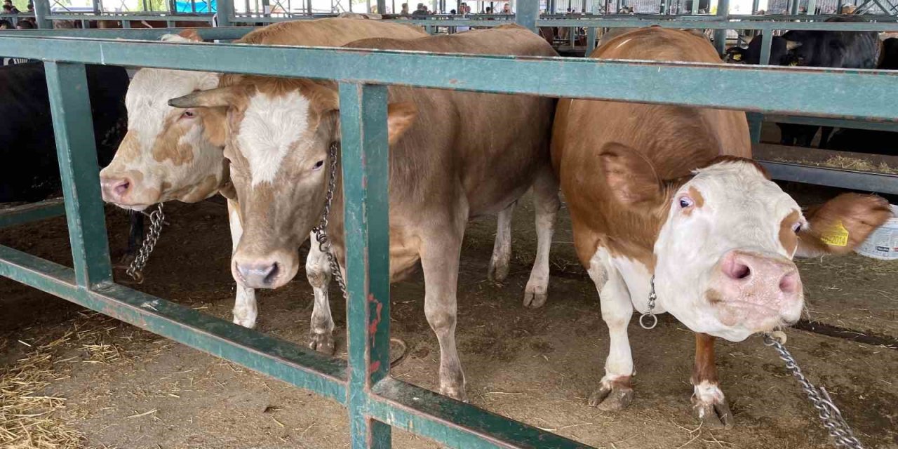 Hayvan Pazarının 750 Kiloluk Düveleri Dikkat Çekti