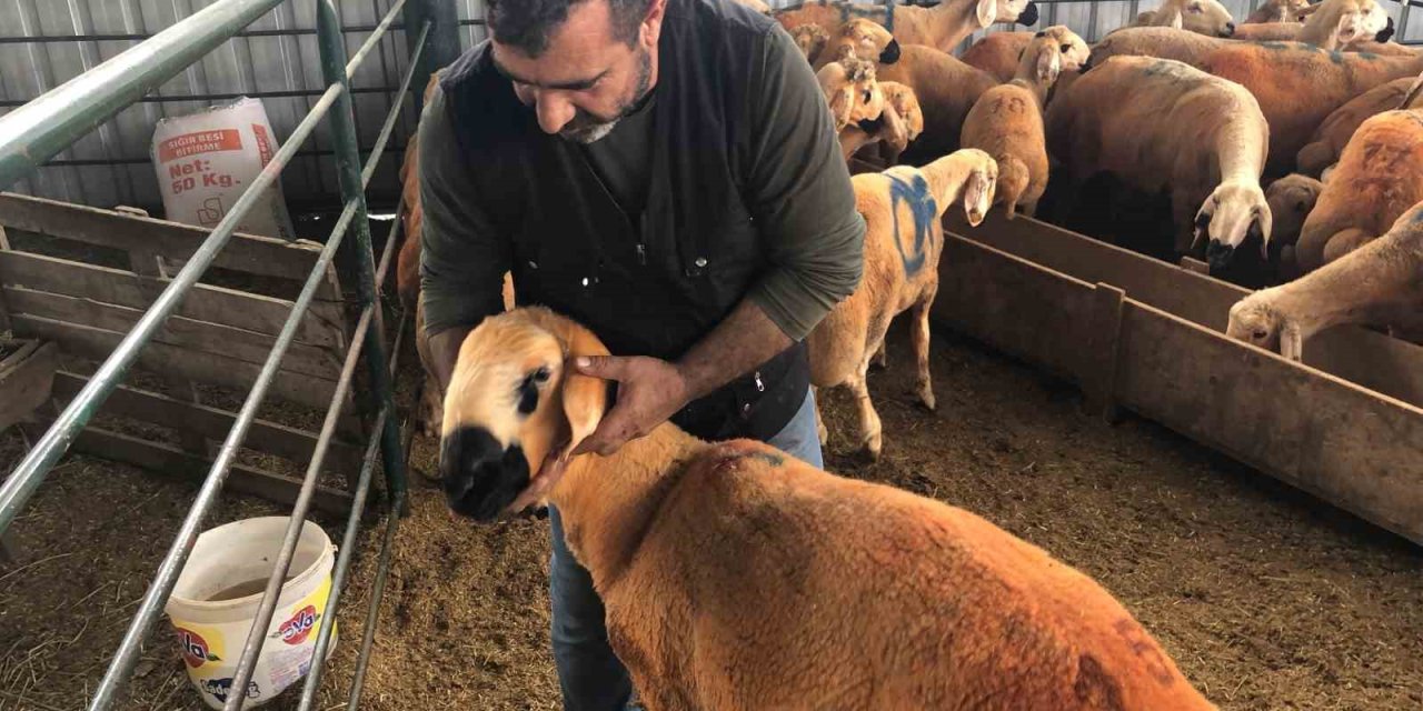 Turuncu Renkli Sivas Kangal Kuzuları Hem Renkleri Hem De Lezzetleriyle Dikkat Çekiyor