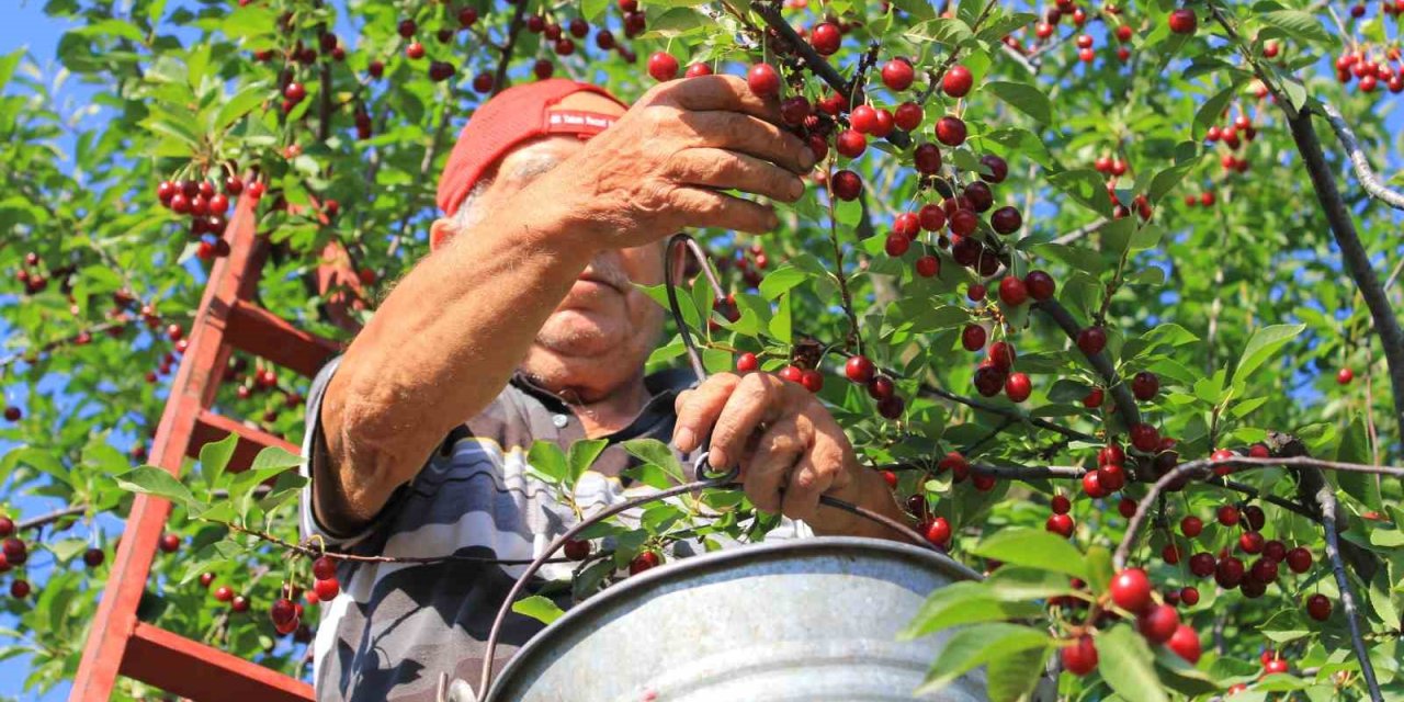 Meyvedeki Düşüş Tarım İşçilerini De Kara Kara Düşündürüyor