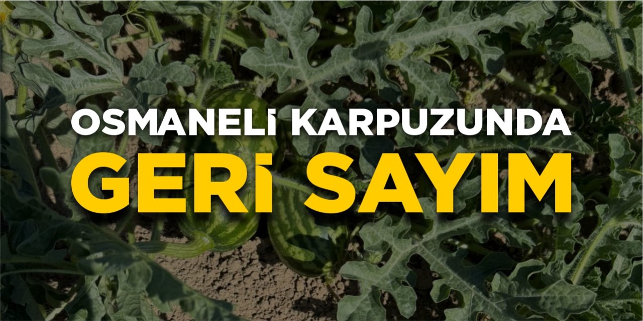 Osmaneli karpuzunda geri sayım başladı