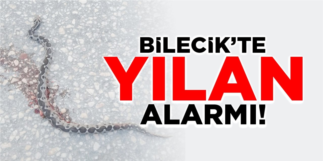 Bilecik'te yılan alarmı!