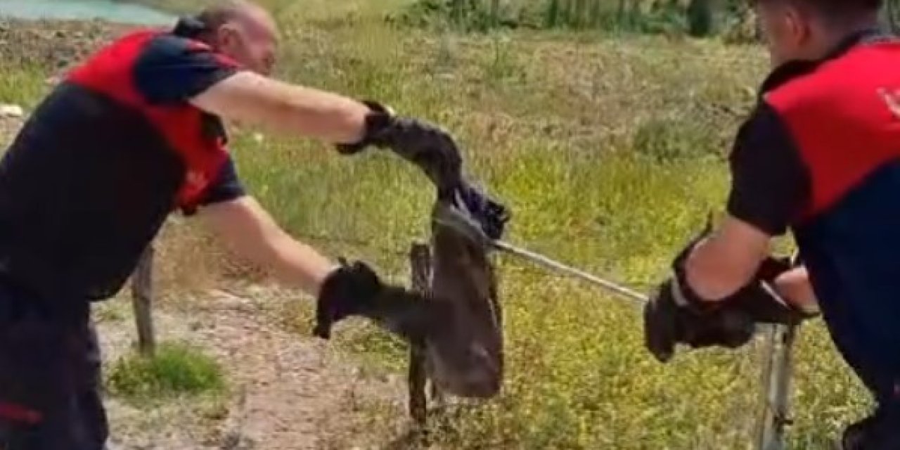 Yılan Ve Kene Alarmı