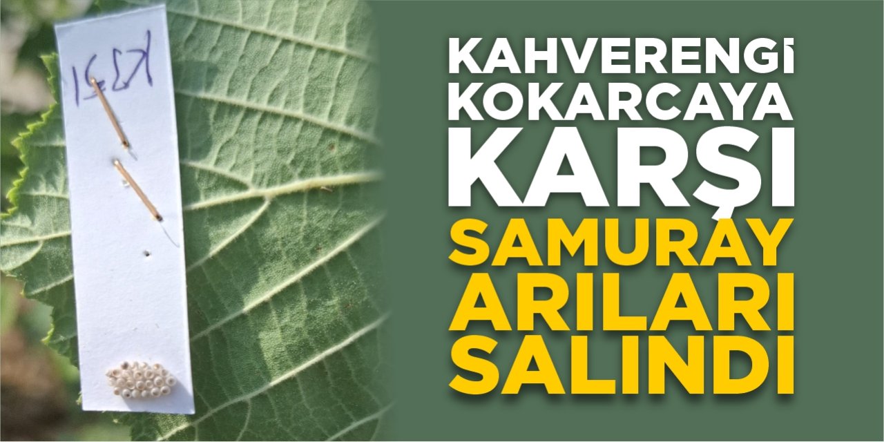 Kahverengi Kokarcaya karşı Samuray Arıları salındı!