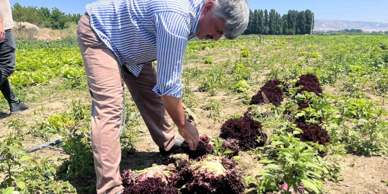 Marulun Ekmeğini Aracılar Yiyor, Çiftçi Vatandaş Mağdur