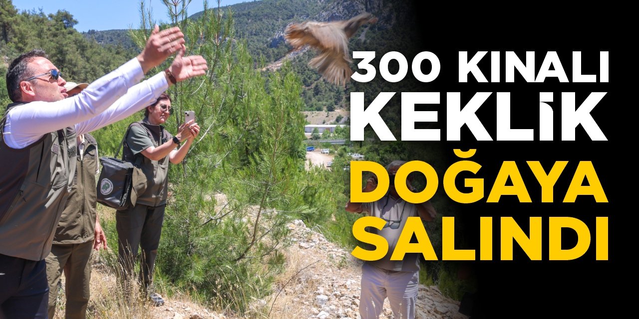 300 Kınalı Keklik doğaya salındı