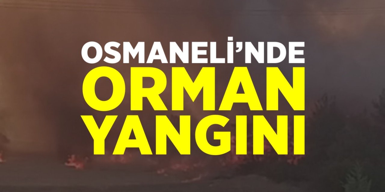 Osmaneli'nde orman yangını