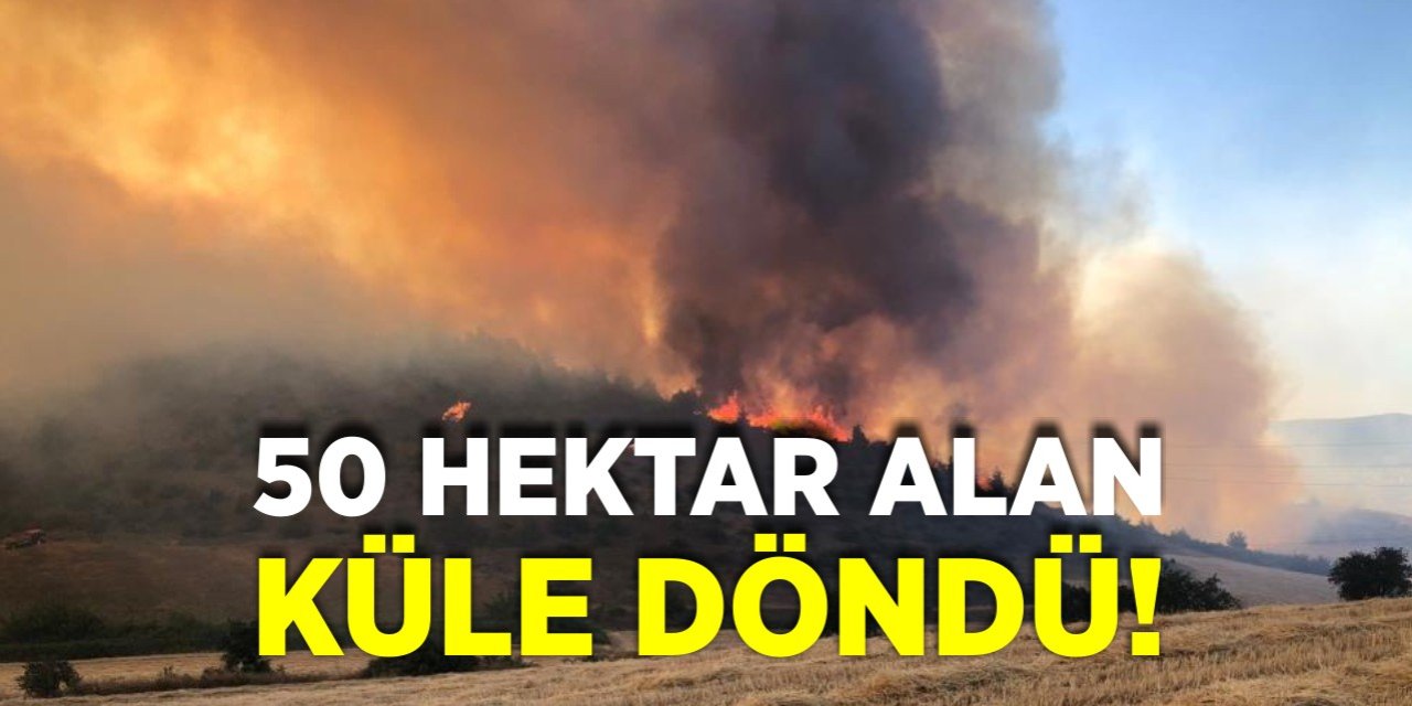 50 hektar alan küle döndü!