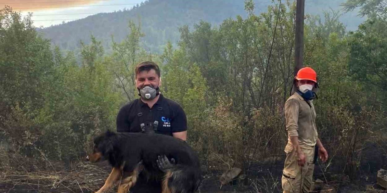Orman Yangınında Alevlerin Ortasındaki Köpeği Kurtaran Görevli Takdir Topladı