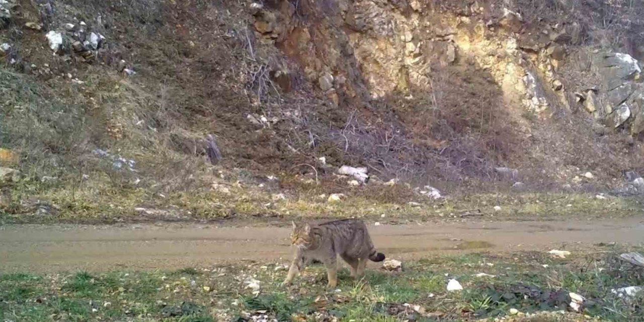 Yaban Kedisi Fotokapana Takıldı