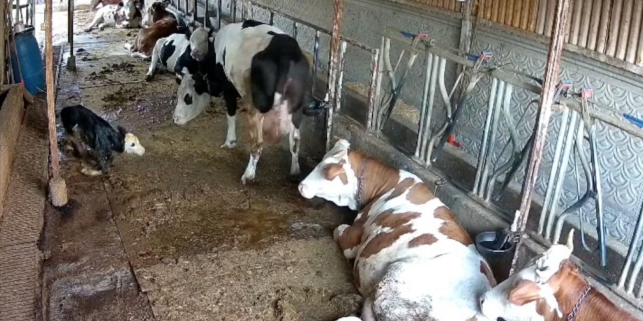Yeni Doğan Buzağının Annesiyle Kavuşma Mücadelesi
