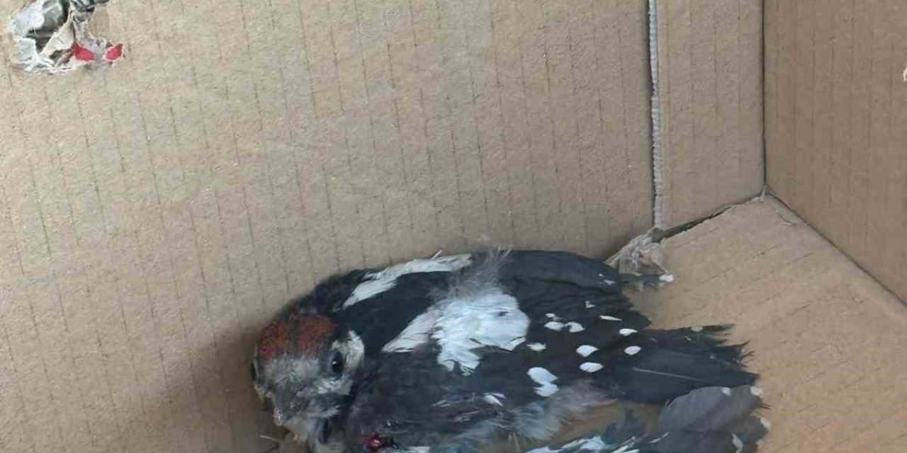 Yaralı Ağaçkakan Tedavi Altına Alındı