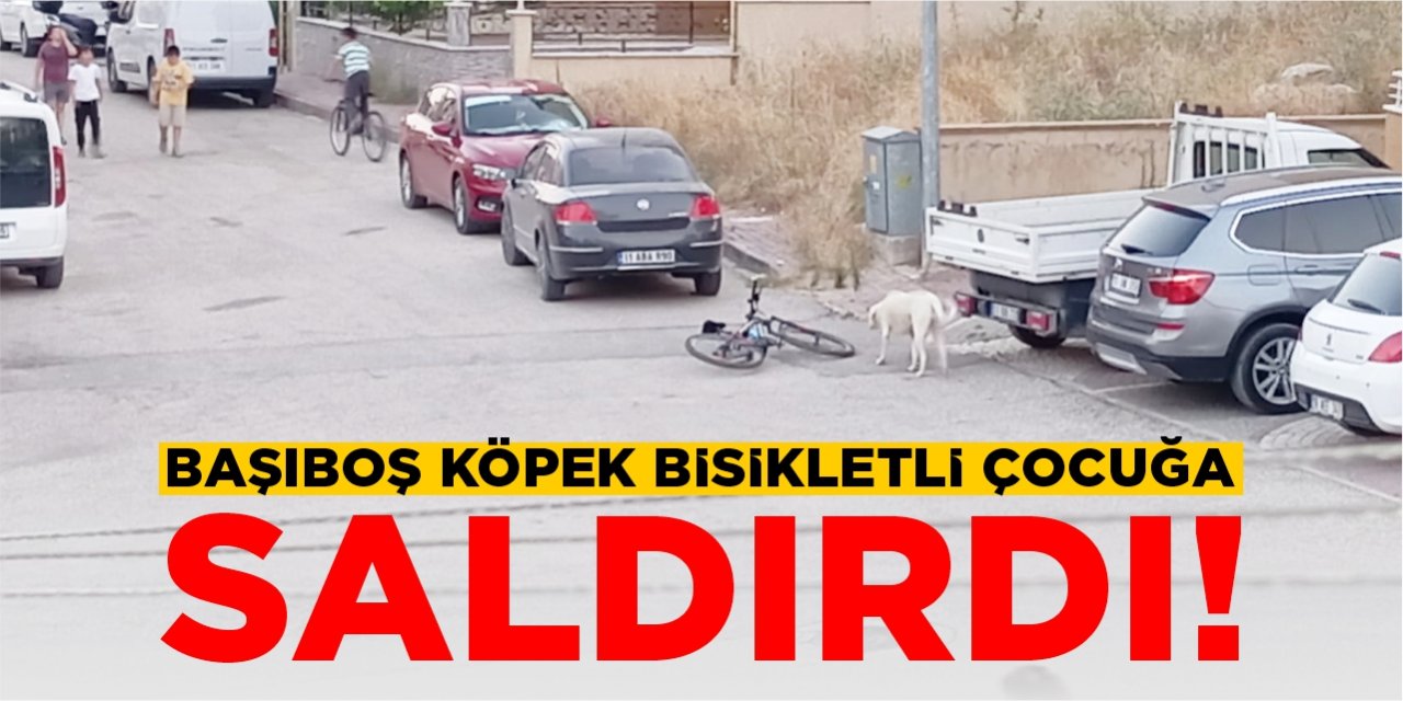 Başıboş köpek bisikletli çocuğa saldırdı!