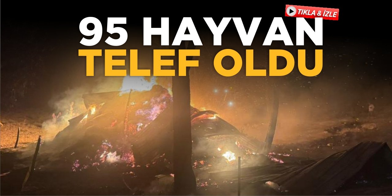 95 Hayvan Telef Oldu
