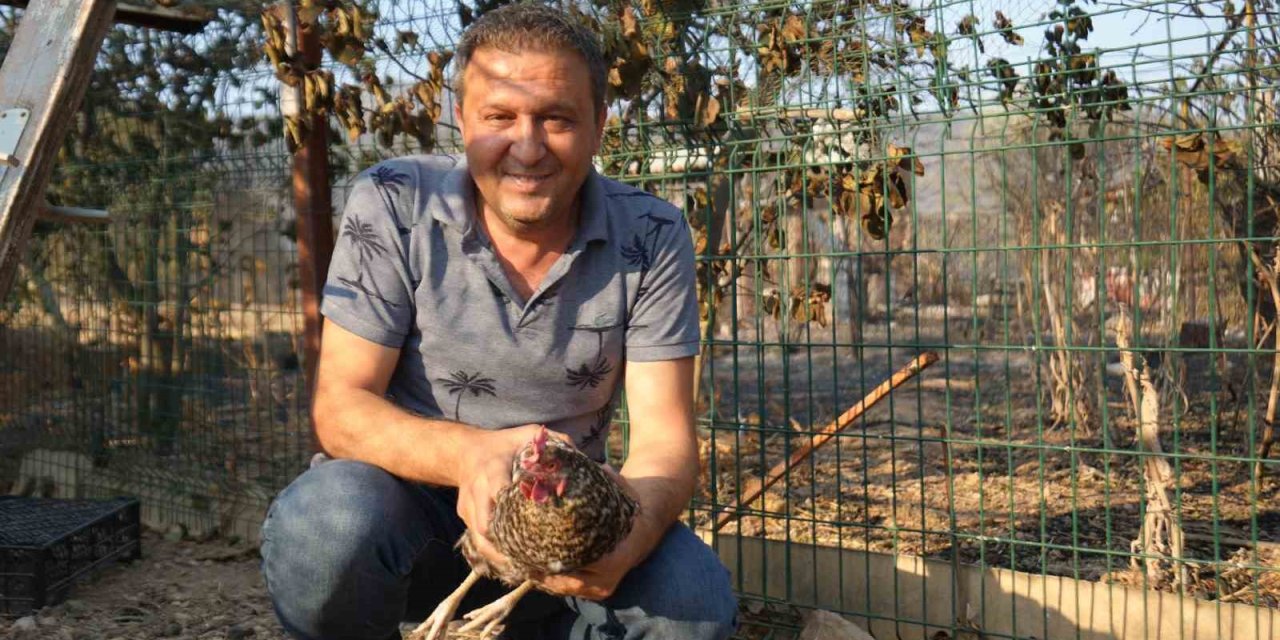 Yangından Kaçan Tavuk, Kümesine Geri Döndü