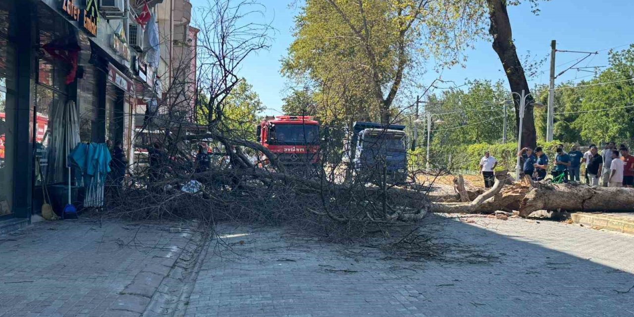 Asırlık Çınar Ağacı 4 Katlı Binanın Üzerine Devrildi