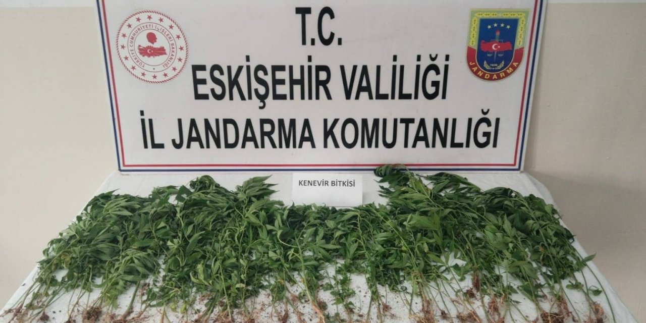 Kamu Arazisine Kenevir Eken Şahıs Suçüstü Yakalandı