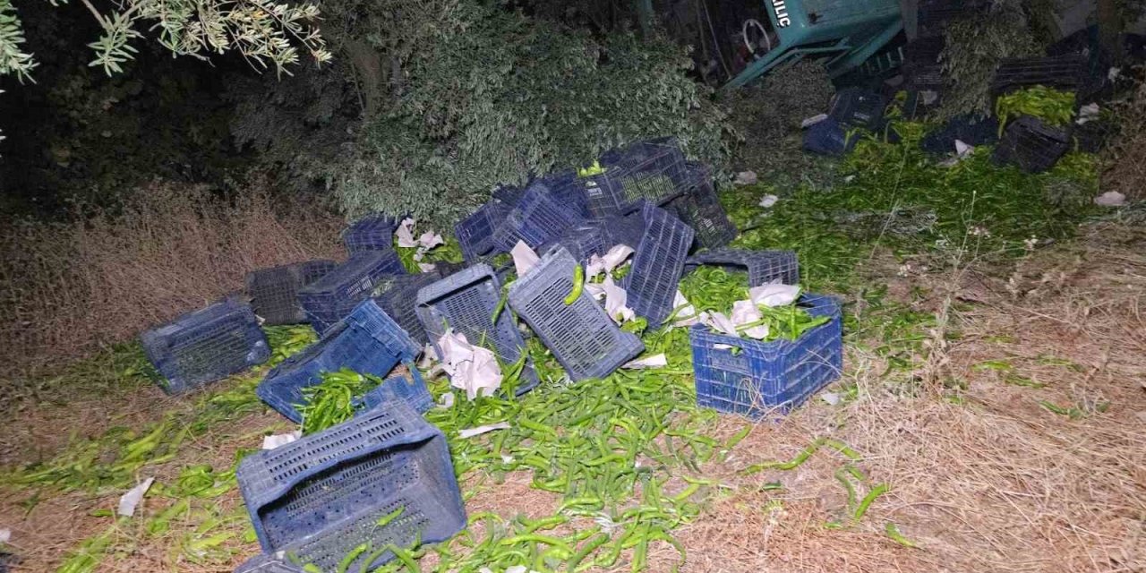 Biber Yüklü Kamyon Zeytinliğe Uçtu: 1 Yaralı