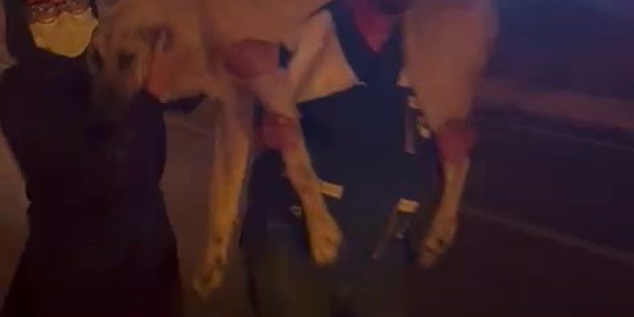 Yangın Bölgesindeki Hayvanların Tahliyesi İçin Seferber Oldular