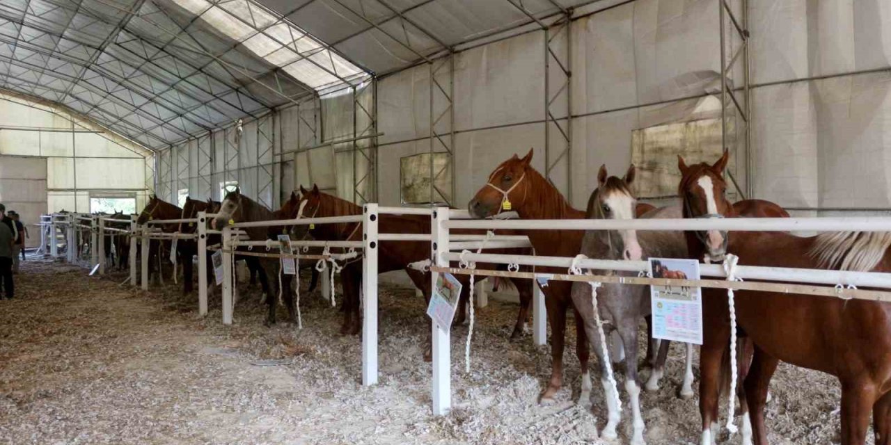 Milyonluk Taylar, Peynir Ekmek Gibi Satıldı