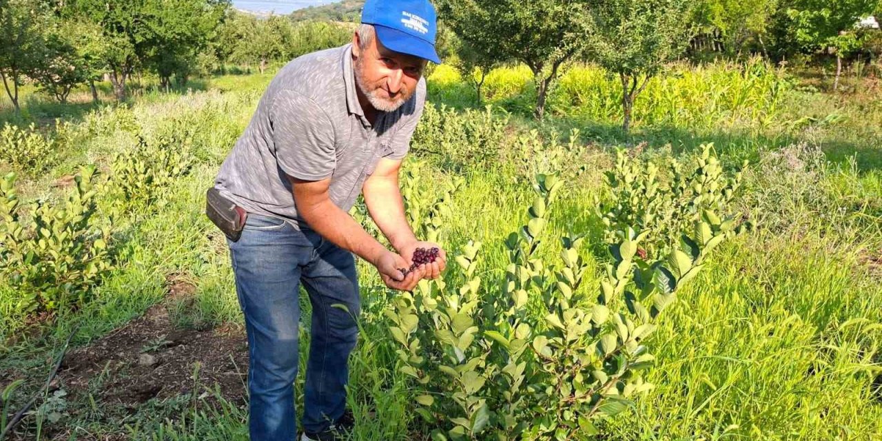 Deneme Amacıyla Diktiği Aronyalar İlk Meyvelerini Verdi