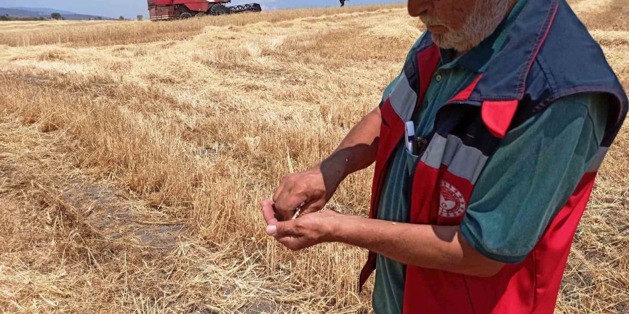 Hububat Hasat Kontrolleri Devam Ediyor
