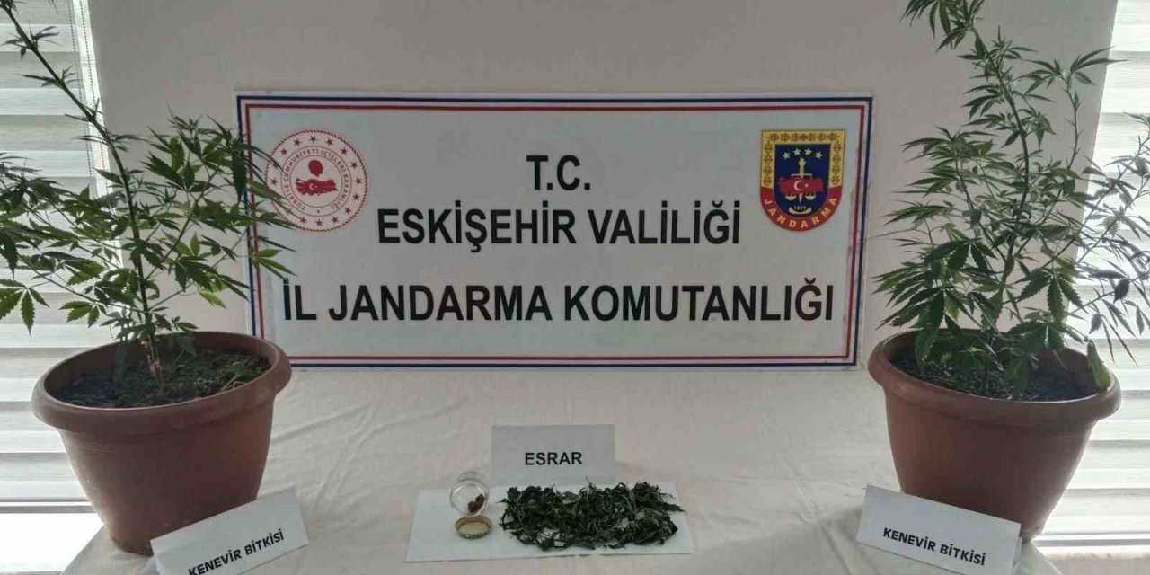 Balkondaki Saksıların İçinde  2 Kök Kenevir Ve 47 Gram Esrar Maddesi Ele Geçirildi
