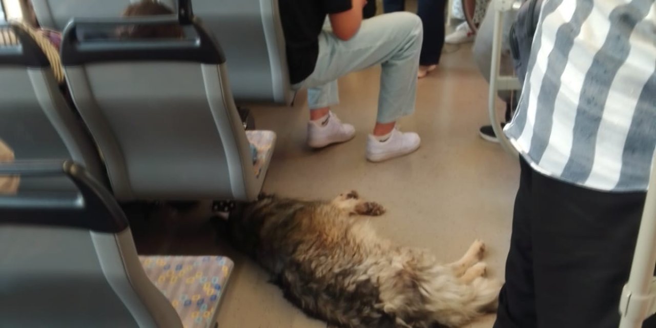 Sıcaktan Bunalan Köpek Tramvaya Sığındı