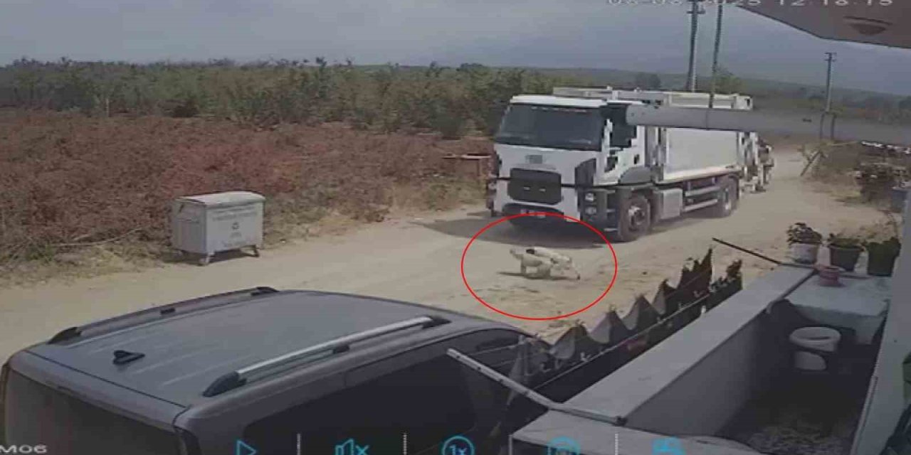 Oyun Oynarken Yola Fırlayan İki Köpek Çöp Kamyonunun Altında Kaldı