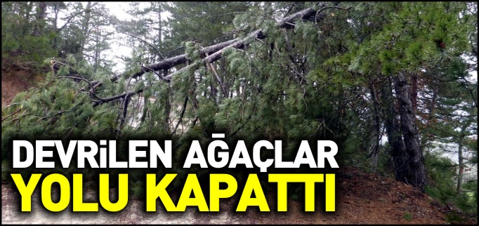 DEVRİLEN AĞAÇLAR KÖY YOLUNU KAPATTI