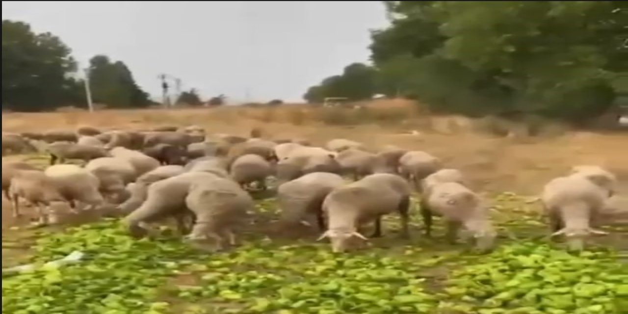 "Biberlerin Para Etmediği İçin Hayvanlara Yedirildiği" İddiasının Gerçeği Yansıtmadığı Ortaya Çıktı