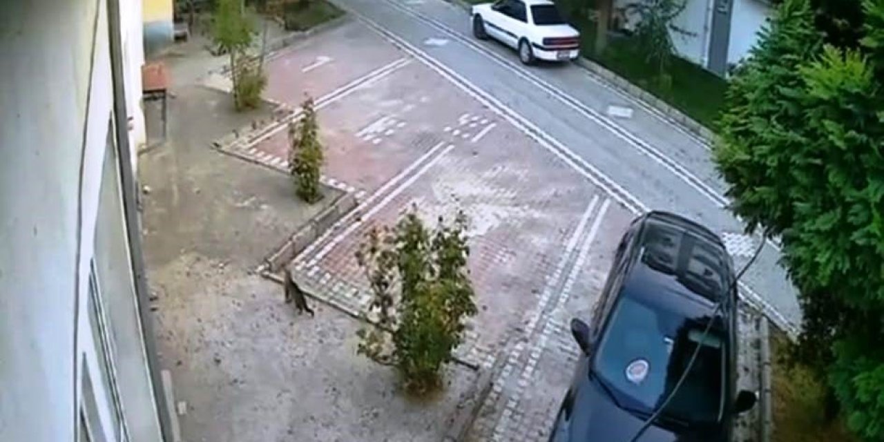 Depremi Hissederek Hızla Uzaklaşan Kedi Kameralara Yansıdı