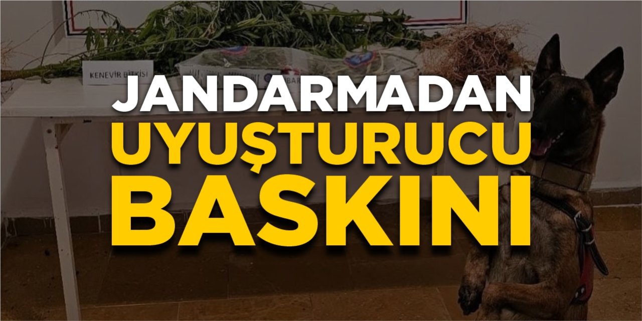Jandarmadan uyuşturucu baskını!