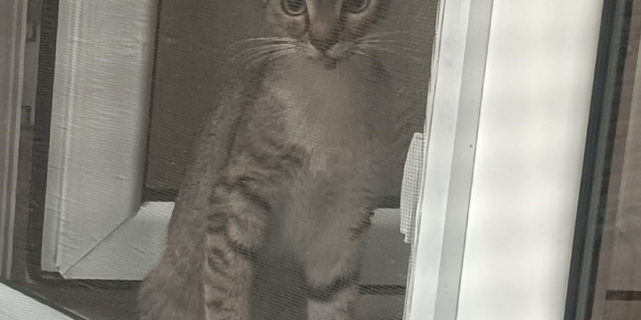 Kediler Sıkıştıkları Yerden Kurtarıldı