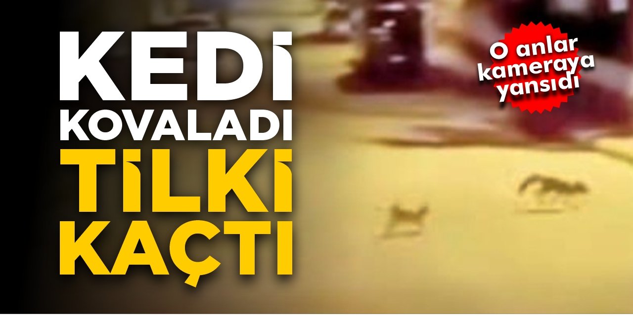 Kedi kovaladı, tilki kaçtı!