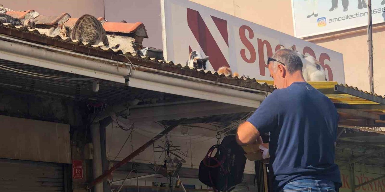 Esnaf Hergün Çatıya Tırmanıp Kedileri Besliyor